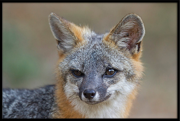 Grey Fox