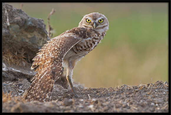 Burrowing Owl