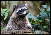 Raccoon