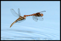 Dragonflies Laying Eggs