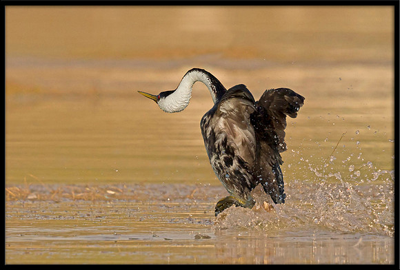 Western Grebe running on water