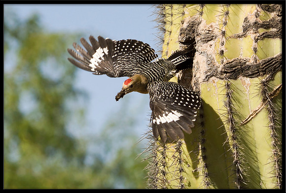 Gila Woodpecker nest