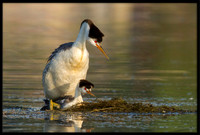 Clarks Grebes mating