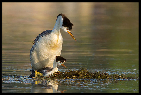Clarks Grebes mating