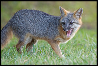 Grey Fox eyes prey