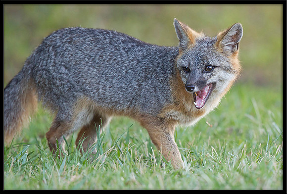 Grey Fox eyes prey