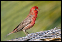 House Finch
