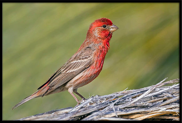 House Finch