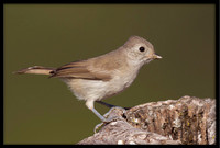 Titmouse