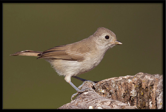 Titmouse