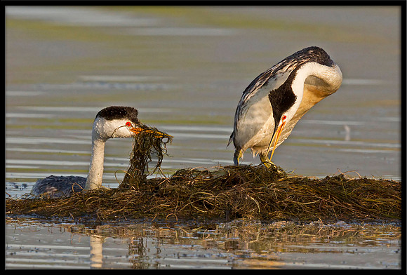 Clarks Grebes building nest