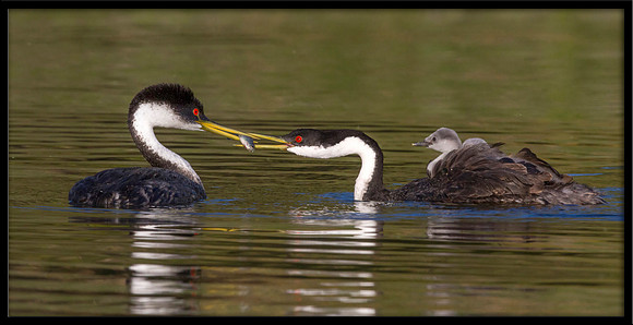 Western Grebes feeding chick