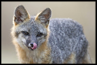 Grey Fox