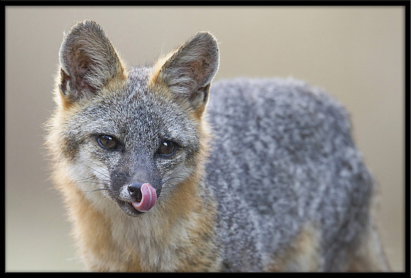 Grey Fox