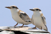 Least Terns (juveniles)