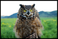 Great Horned Owl