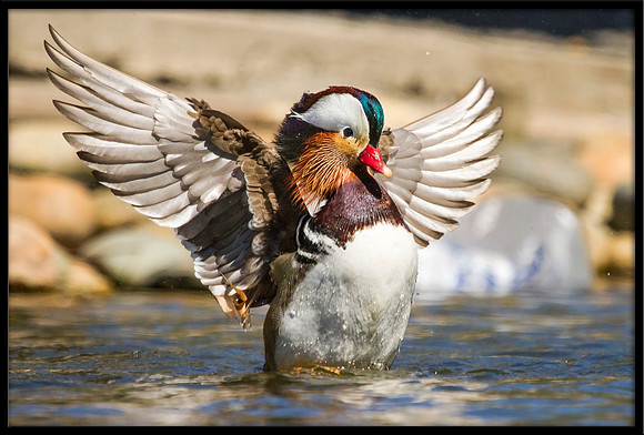 Mandarin Duck