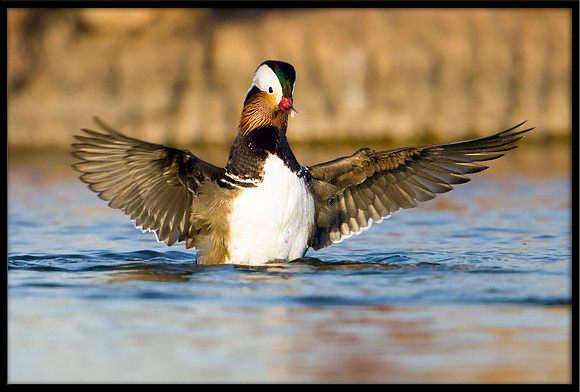 Mandarin Duck