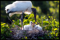 Wood Stork With Nestlings