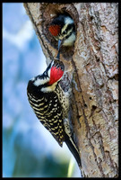 Nuttal's Woodpecker Feeding Chick In Nest