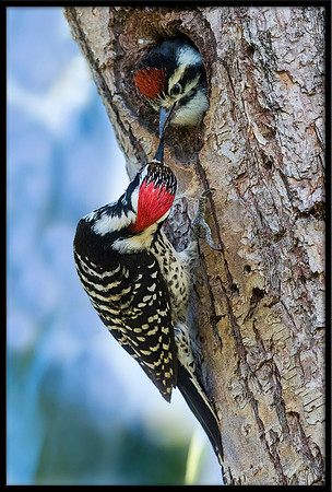 Nuttal's Woodpecker Feeding Chick In Nest