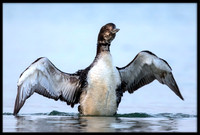 Common Loon