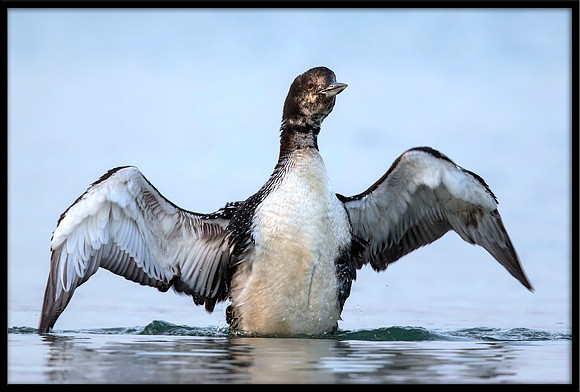 Common Loon