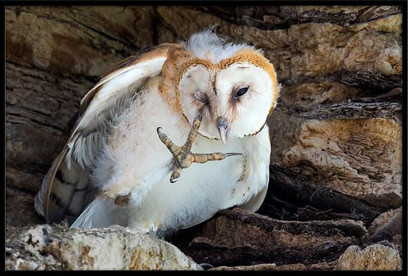 Barn Owl Baby