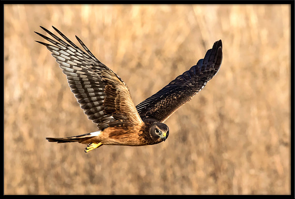 Northern Harrier