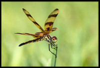 Halloween Pennant Dragonfly