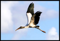 Wood Stork