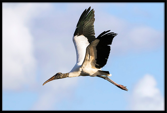 Wood Stork