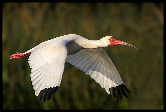 White Ibis