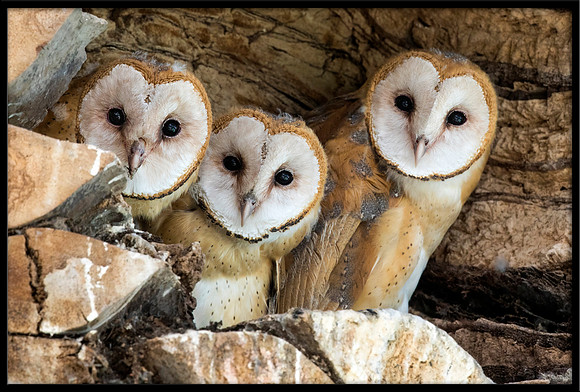Barn Owl Babies