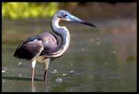Tricolored Heron