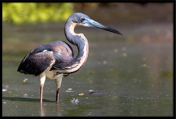Tricolored Heron