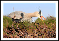 Great Blue Heron building nest