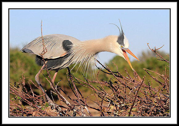 Great Blue Heron building nest
