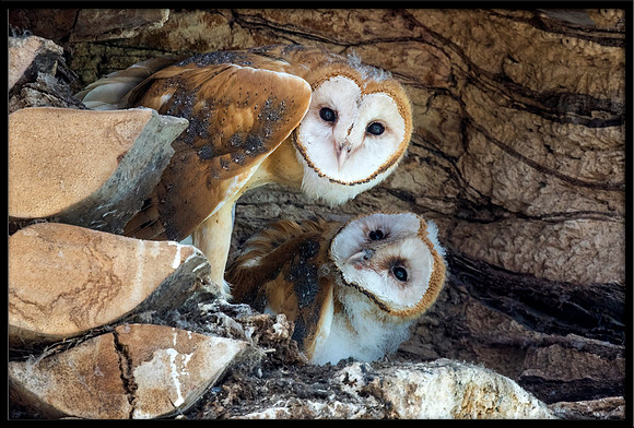 Barn Owl Babies