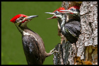 Pileated Woodpeckers