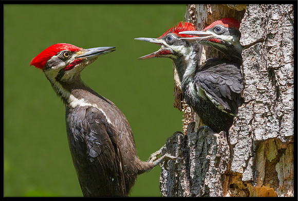 Pileated Woodpecker father feeding young