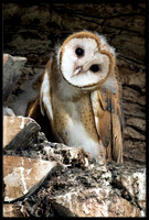Barn Owl Baby