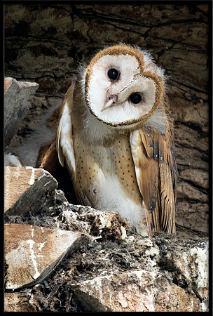 Barn Owl Baby