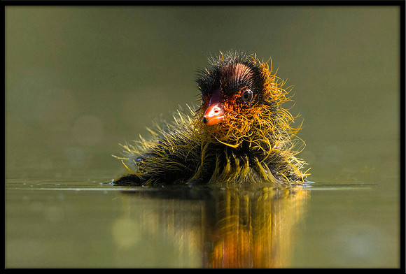 American Coot chick