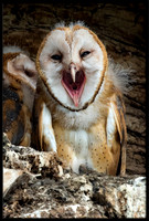 Barn Owl Baby