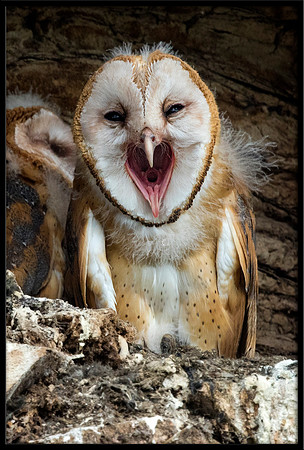 Barn Owl Baby