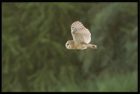 Barn Owl