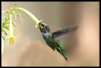Anna's Hummingbird