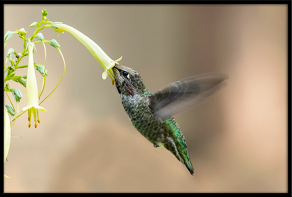 Anna's Hummingbird