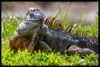 Green Iguana
